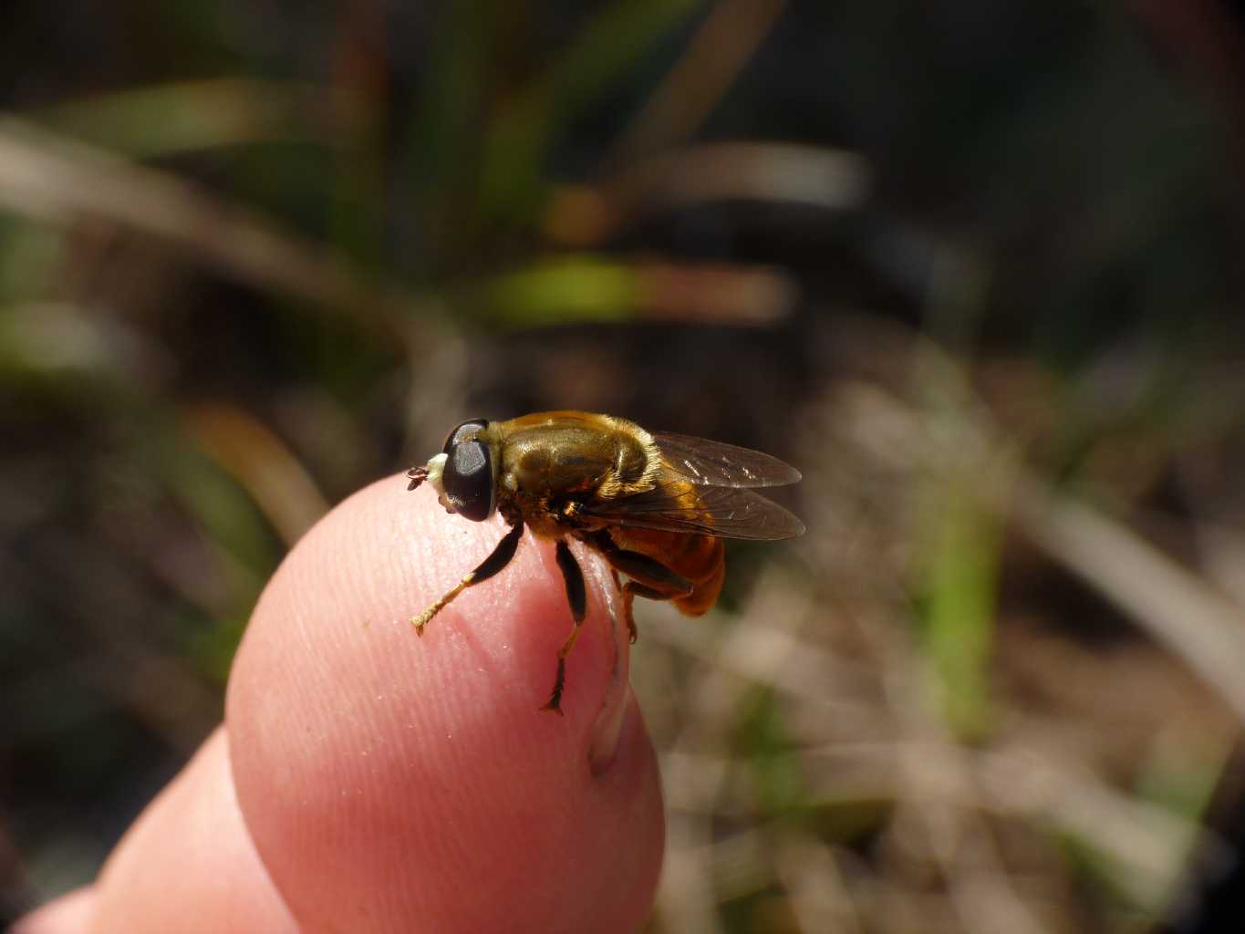 Sirfide aquilano: Merodon cfr avidus